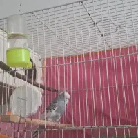 سه عدد مرغ عشق با شش تا تخم