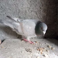 کبوتر معاوضه با مرغ