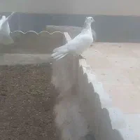 کفتر پرشی و عروس هلندی