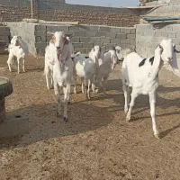 4تابزنژاد دارچند قولو زا