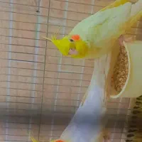 عروس هلندی|پرنده|قم, علی آباد سعدگان|دیوار