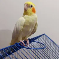 عروس هلندی سخنگو