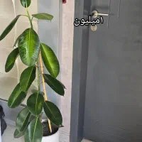 گل.