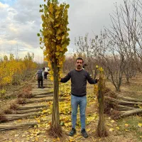 ارایه نهال صنوبر دومتری