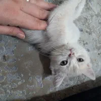 گربه و لوازم