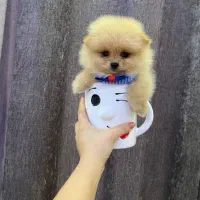 عروسک های زنده|سگ|کرمانشاه, |دیوار