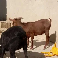 تروشت اصل نژاد مورسیا|حیوانات مزرعه|مهرستان, |دیوار