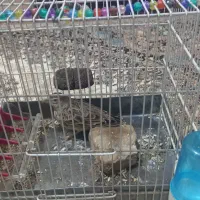 سهره خاکی|ماهی|بجنورد, |دیوار