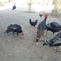بوقلمو|حیوانات مزرعه|جیرفت, |دیوار