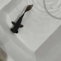 گلد فیش بلک مور چشم تلسکوپی