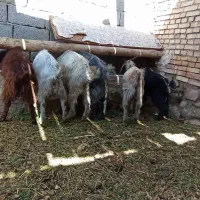 بز فروشی|حیوانات مزرعه|مرند, |دیوار