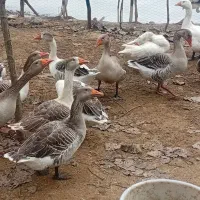 تعدادی غازچاق وسالم|حیوانات مزرعه|سنگر, |دیوار