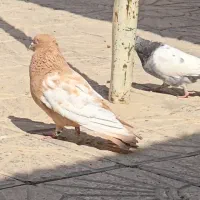 سینه سیاه زرد سوسنی سبز تافته ای کارتونی سرخدمسفید|پرنده|مرودشت, پشت سایپا‎|دیوار
