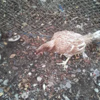 مرغ لاری|حیوانات مزرعه|رشت, فلسطین|دیوار