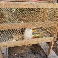 محل نگهداری پرندگان