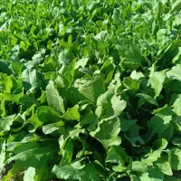 سبزی پالک|خوردنی و آشامیدنی|ایرانشهر, |دیوار