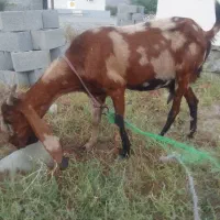 کهره کاموری بادوکهرنرو ماده سالم وداشتی