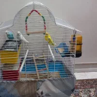 مرغ عشق