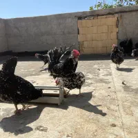 تخم مرغ گلین