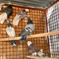 کفتر پرشی|پرنده|اردکان, |دیوار