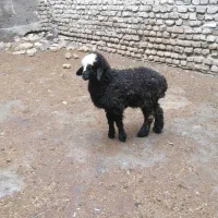 بره نر نژاد دار