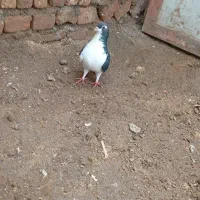 چپ‌سیاه‌قلدر|پرنده|خوشاب, |دیوار