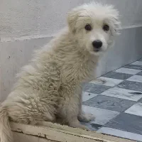 سگ نژاد میکس