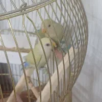 طوطی برزیلی جوجه