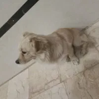 سگ پا کوتاه|سگ|اردکان, |دیوار