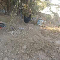 بز خارجی کهره دار و بز آبستن سرگلون|حیوانات مزرعه|شیراز, فرودگاه شهید دستغیب شیراز|دیوار