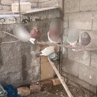 سلام دوستان ۶ عدد کبوتر فروشی نابلد