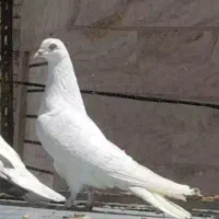 پتی واله پاکستانی خون پاک (جفت)|پرنده|اصفهان, دنارت|دیوار