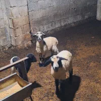 سه عددبره بفروش میرسد|حیوانات مزرعه|حویق, |دیوار