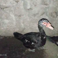 اردک و غاز|حیوانات مزرعه|بندرعباس, |دیوار