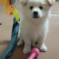 توله پامرایین میکس