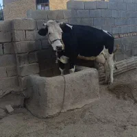 گاو خشک چاق چاق