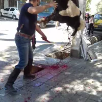 سلاخ حرفه ای قصاب|خدمات پذیرایی، مراسم|ملایر, |دیوار