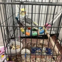 عروس هلندی ابلغ نر سخنگو
