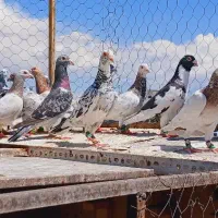 کفتر کبوتر بوم شهرستانی