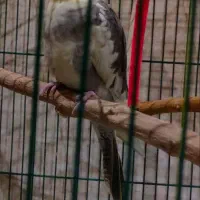 عروس هلندی ابلغ|پرنده|قم, انسجام|دیوار