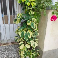 فروش گل های آپارتمانی