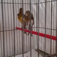 فروش دو عدد ماده اماده وبلند و پادار