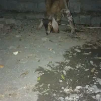 فروش فوری|حیوانات مزرعه|فاریاب, |دیوار