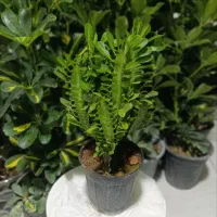 گل شفلرا .زاموفیلیا  برفی‌.یشم.برکین .روز مادر|گل و گیاه طبیعی|اراک, |دیوار