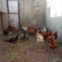 مرغ تخمگذار