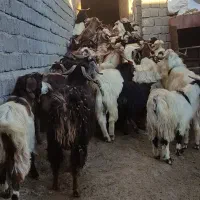 تعداد 100راس بزغاله درجه یک جفتی 17000000|حیوانات مزرعه|هشترود, |دیوار