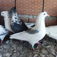 فروش تعدادی کبوتر در قایمشهر|پرنده|قائم‌شهر, |دیوار