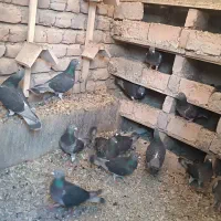 تعدادی دوبر چشم سیلور