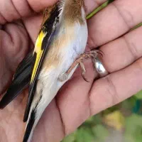 سقا کرمونشاهی ۴ گل ریزه خوان|پرنده|کرمان, |دیوار