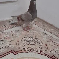 کبوتر|پرنده|آبیک, |دیوار